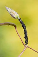 Aphis fabae - Pucerons noirs ou mouche noire sur la pousse de l'abondance de clématite