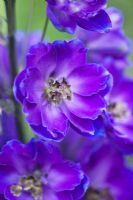 Delphinium elatum 'Bois d'Ambrose'