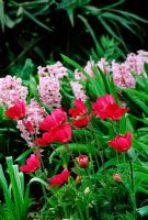 Anemone pavonina et Hyacinthus - Jacinthes