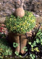 Thymus 'Doone Valley' - Thym en pot figuratif