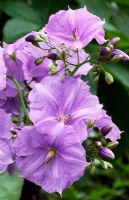 Solanum wenlandii - Vigne de pomme de terre fleur paradisiaque