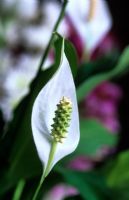 Spathiphyllum wallisii - Lys de paix