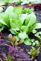 Semis de légumes au printemps - Oseille, Coriandre, moutarde Ruby Streaks, Ruby Chard en avril