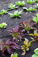 Feuilles de salade et jeunes plants de carottes, épinards, oseille, moutarde Ruby Streaks et bette à carde