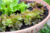 Feuilles de salade - Laitue Rouge Grenoble, Catalogna et Solstice plantée dans un pot en terre cuite