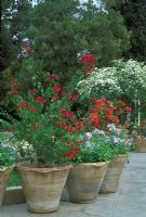 Pots en terre cuite sur terrasse pavée terrasse plantée de bougainvilliers rouges et bleu pâle Plumbago auriculata - Mausolée de Hafez, Shiraz, Iran