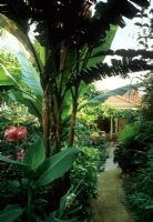 Coin salon sous verrière dans un jardin de style tropical avec Musa - Australie