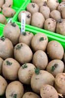 Pommes de terre 'coupantes' avant la plantation au printemps
