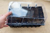 Plantation de graines dans des capsules 'Rootrainers', couvrant les graines avec un couvercle en plastique pour contenir l'humidité, 5 étapes