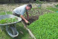 Homme désherbant une bordure de légumes surélevée et plantant des laitues 'Webbs Wonderful' - France
