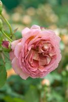 Rosa 'Jubilee Celebration ' floraison en juin