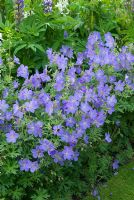 Geranium 'Johnson's Blue' fleurit en juin