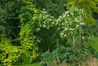 Rosa 'Sander's White Rambler' poussant sur une pergola rustique avec Humulus lupulus 'Aureus' - Houblon en juin.