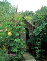 Jardin pour enfants avec maison de jeu, citrouille grimpante, haricots verts, Cosmos et Calendula - Pannells Ash Farm West, Essex