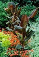 Canna 'Durban syn' Phasion 'et Impatiens