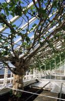 Ficus 'Dinde brune' figue dressée à l'intérieur d'une serre - West Dean, Sussex