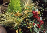 Pot d'hiver avec Skimmia reevesiana, Cotoneaster rothschildiana, Carex 'Jenneke' et Cupressus 'Goldcrest'