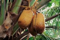 Cocos nucifera - fruits de palmiers tropicaux