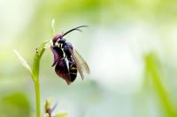 La fleur d'orchidée mouche imite la guêpe pelleteuse qui atterrit dessus et essaie de s'accoupler. Pendant ce temps, le pollen se dépose sur la tête des guêpes pour polliniser la fleur suivante qu'il visite