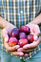 Mains tenant Prunus 'Opale' fraîchement cueilli - Prunes