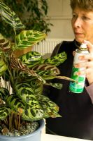 Femme nettoyant les feuilles des plantes d'intérieur avec un aérosol - Calathea zebrina