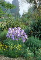 Parterre d'été avec jardin résistant à la sécheresse, Purple Iris, Euphorbia, Rhus typhina, Phlomis fruticosa, Yucca en gravier à Beth Chatto, Elmstead Market, Essex