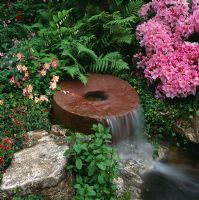 Chute d'eau de Millstone entourée de fougères, de rhododendrons et d'Aquilegia