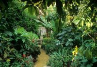 Jardin de la ville de style tropical luxuriant, chemin et parterres de fleurs avec Loquat, Musa - Banane, Cordyline, Melianthus major et Vrisea