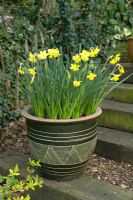 Pot de printemps avec Narcisse 'Intrigue'