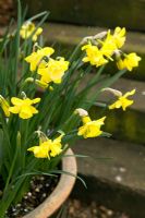 Pot de printemps avec Narcisse 'Intrigue'