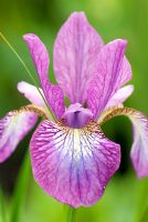Iris sibirica 'Illini Charm'
