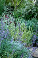 Jardin d'argent avec Cynara cardunculus - Cardoon, Elaeagnus angustifolia, Lychnis coronaria, Sisyrinchium striatum et Nepeta - Catmint à East Lambrook Manor Gardens, South Petherton, Ilminster, Somerset