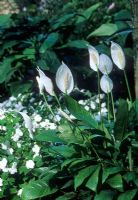 Spathiphyllum mauna loa - Peace Lily sous-plantée d'Impatiens blancs - Busy Lizzies