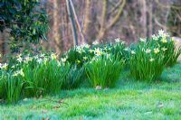 Narcisse 'Jack Snipe' planté dans l'herbe