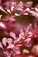 Berberis thunbergii 'Rose Glow' - Épine-vinette à feuilles marbrées roses et blanches