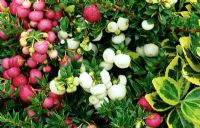 Une forte récolte de pernettya à baies roses et blanches, Gaultheria mucronata contraste avec un euonymus panaché jaune.