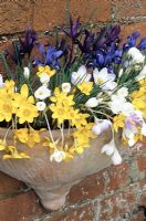 De petites variétés fleuries de crocus et de variétés violettes et bleues d'Iris reticulata se répandent dans un pot en terre cuite où la chaleur de la maçonnerie fait avancer la période de floraison jusqu'à la fin de l'hiver.