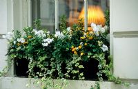 Automne, boîte de fenêtre d'hiver de Cyclamen blanc, Hedera, poivrons jaunes et pensées d'hiver - Pimlico, Londres