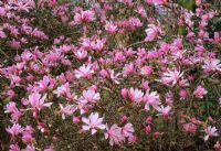 Magnolia x loebneri 'Leonard Messel ' AGM