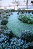 Jardin couvert de givre en décembre avec des sphères de Buxus sempervirens tapissant chemin d'herbe - Sudbury, Suffolk