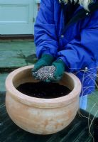 Plantation d'un pot en terre cuite - Gravier ajouté au sol en pot pour améliorer le drainage