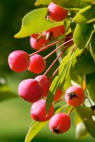Malus 'Adirondack' fruit en automne