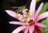 Syrphe se nourrissant de pollen de Passiflora sanguinolenta - Passiflore