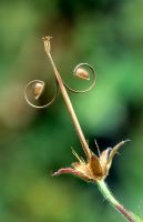 Geranium nodosum - tête de semence