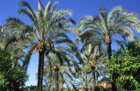 Phoenix dactylifera - Avenue du palmier dattier Cordoue, Espagne