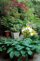 Pots de printemps d'Hostas, Buxus, Tulipa blanc et Acer palmatum 'Atropurpureum '. Syringa miniature et Euonymus panaché en arrière-plan - Jardin de Londres