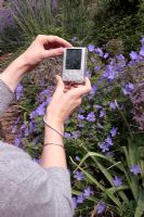 Femme photographiant des géraniums et alliums violets à l'aide d'un appareil photo numérique compact