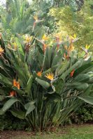 Strelitzia reginae - Fleur d'oiseau de paradis, Sorrento, sud de l'Italie