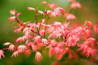 Acer palmatum 'Shindeshojo' - Érable japonais au jeune feuillage printanier