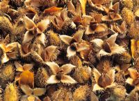 Fagus silvatica - fruits d'automne tombés